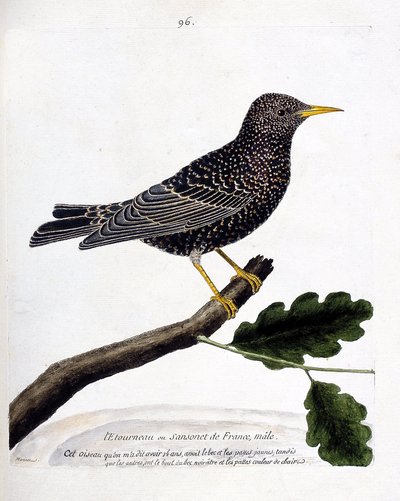 Carta zoologica (ornitologia): lo storno o sansonet (storno o sturnus vulgaris) su un ramo. Illustrazione in “La storia degli uccelli, dipinti nei loro aspetti apparenti e sensibili” di Francois Nicolas Martinet (1731-1800). Collezione privata da Francois Nicolas Martinet