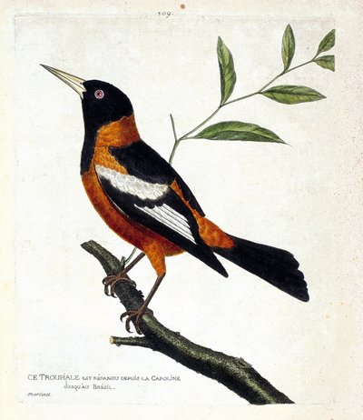 Carta zoologica (ornitologia): il troupiale (troupiale oriolo o icterus icterus) su un ramo. Illustrazione in “La storia degli uccelli, dipinti nei loro aspetti apparenti e sensibili” di Francois Nicolas Martinet (1731-1800). Collezione privata da Francois Nicolas Martinet