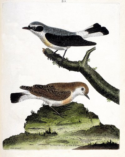 Tavola zoologica (ornitologia): il vitrec (o motous) sul ramo e la sua femmina (motous stalk o oenanth). Illustrazione in 