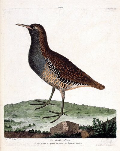 Tavola zoologica (ornitologia): il rallo acquatico (rallus aquaticus). Illustrazione in "La Storia degli Uccelli, Dipinti nei Loro Aspetti Apparenti e Sensibili" di Francois Nicolas Martinet (1731-1800). Collezione privata da Francois Nicolas Martinet