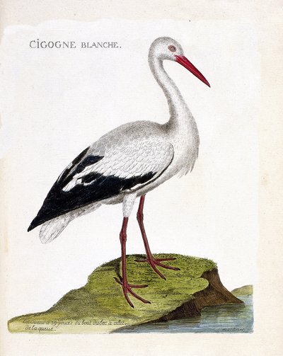 Carta zoologica (ornitologia): la cicogna bianca (ciconia ciconia). Illustrazione in “La storia degli uccelli, dipinti nei loro aspetti apparenti e sensibili” di Francois Nicolas Martinet (1731-1800). Collezione privata da Francois Nicolas Martinet