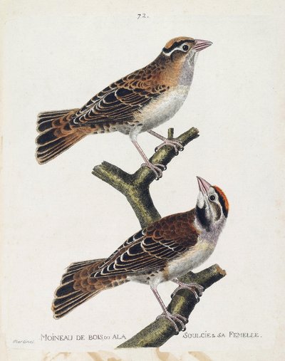 Carta zoologica (ornitologia): il passero del legno o il sollievo (passero di Hudson o spizea arborea) e la sua femmina (passero sollevato o petronia petronia). Illustrazione in “La storia degli uccelli, dipinti nei loro aspetti apparenti e sensibili” di F da Francois Nicolas Martinet
