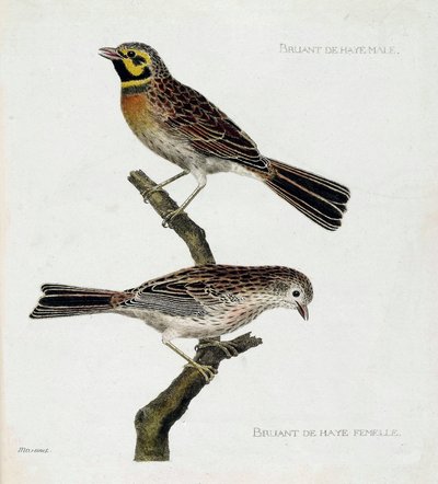 Tavola zoologica (ornitologia): dall