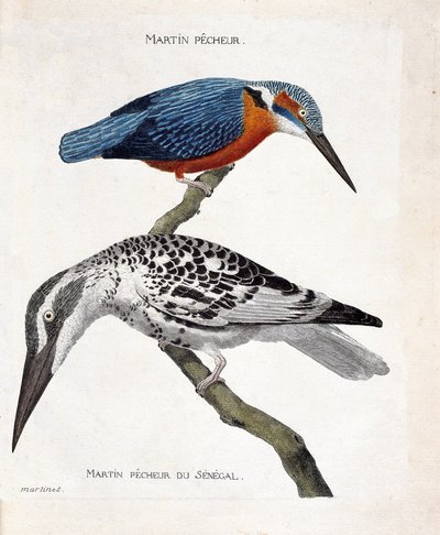 Tavola zoologica (ornitologia): dall