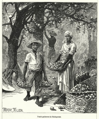 Raccoglitori di pesche in Madagascar (incisione) da Frank (after) Feller