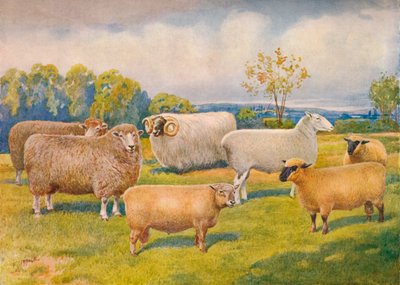 Razze di pecore, c. 1902-1910 da Frank Babbage