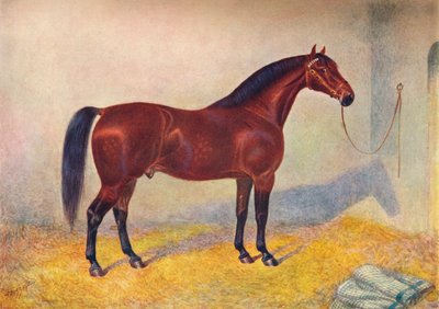 Stallone Cleveland Bay Sultan, c1902 c1910 da Frank Babbage