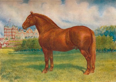 Suffolk sire Prince Wedgwood da Frank Babbage