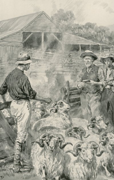 Una stazione di pecore sulle pianure di Canterbury da Frank Dadd