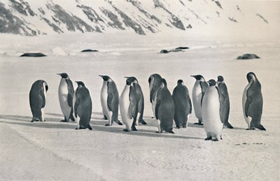 Pinguini imperatore, 1911, 1913 da Frank Debenham