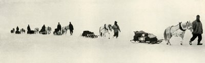 Pony in marcia, 1911, 1913 da Frank Debenham
