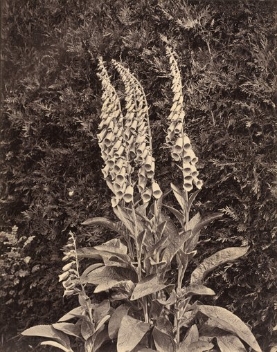 Volpini, c. 1860 (foto) da Frank Mason Good