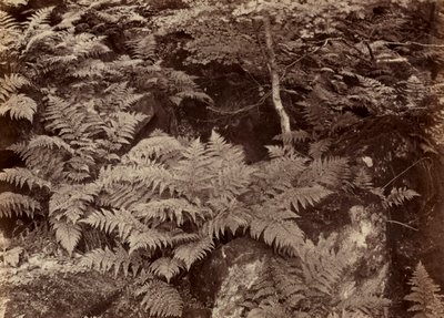 Studio di felce senza titolo, fine anni 1870 da Frank Meadow Sutcliffe