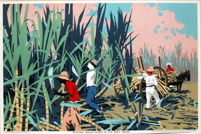 Raccolta di canne da zucchero nelle Indie Occidentali (litografia a colori) da Frank Newbould