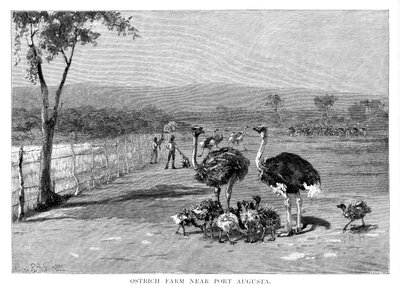 Fattoria di struzzi vicino a Port Augusta, Australia Meridionale, 1886 da Frank P. Mahony