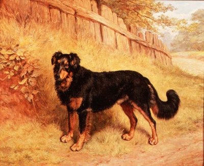 Border Collie da Frank Paton