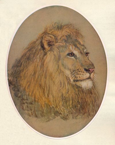 Testa di Leone, c. 1896 da Frank Paton