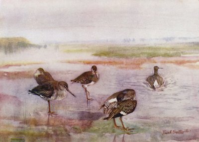Norfolk Broads: Redshank da Frank Southgate