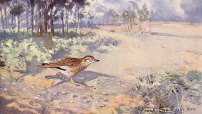 Fauna selvatica in East Anglia: Occhione da Frank Southgate