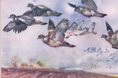 Piccioni Selvatici in Volo, illustrazione da Wild Nature & Country Life pubblicata da Hodder & Stoughton, c.1910 da Frank Southgate