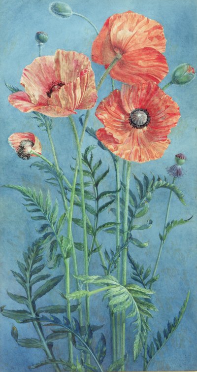 Papaveri, 1916 da Frank Steeley