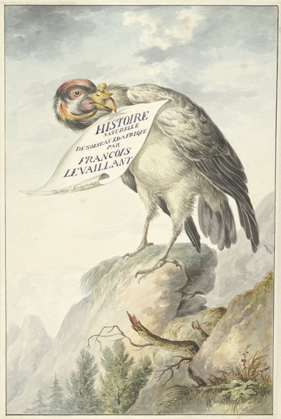 Avvoltoio con un foglio di carta nel becco da François Levaillant (circle of)
