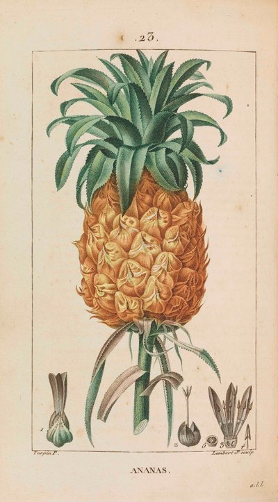 Ananas. Flore médicale, 1814-1820 da François Pierre Chaumeton