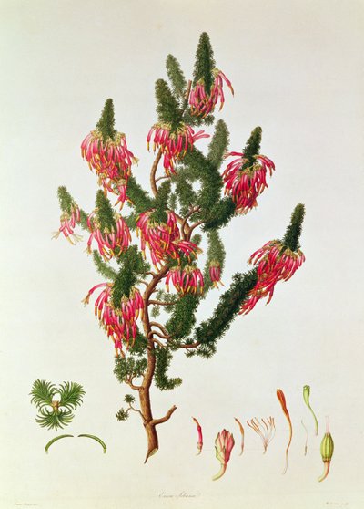 Erica, Erica sebana, inciso da Mackenzie da Franz Andreas Bauer