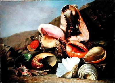 Natura morta di conchiglie da Franz Anton von Scheidel