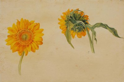 Girasoli da Franz Horny