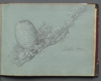 Album con vedute di Roma e dintorni, studi di paesaggio, pagina 49a: Studio di un sempreverde da Franz Johann Heinrich Nadorp