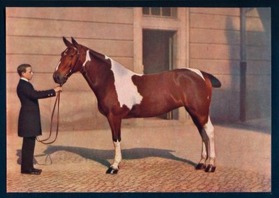 Una fotografia di un cavallo scattata con un obiettivo Zeiss Tessar, c1908 da Franz Kuhn