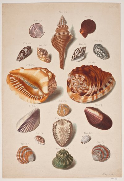 Illustrazioni di conchiglie da Franz Michael Regenfus