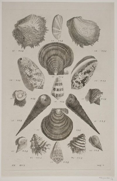 Tavola con conchiglie. Tavola 12. da Franz Michael Regenfus