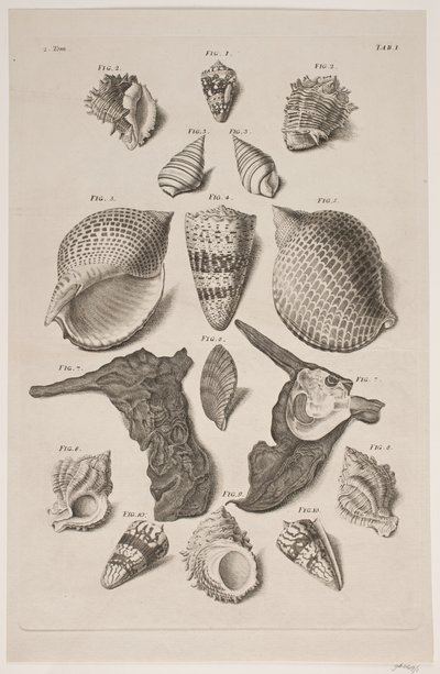 Tavola con conchiglie. Tavola 1. da Franz Michael Regenfus