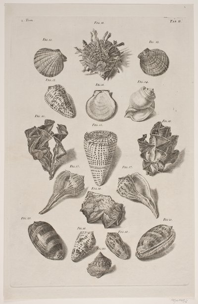 Tavola con conchiglie. Tavola 2. da Franz Michael Regenfus