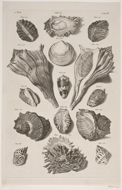 Tavola con conchiglie. Tavola 3. da Franz Michael Regenfus