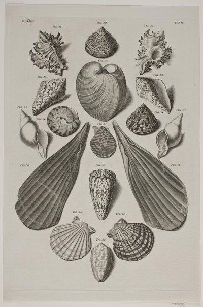 Tavola con Conchiglie. Tavola 4. da Franz Michael Regenfus