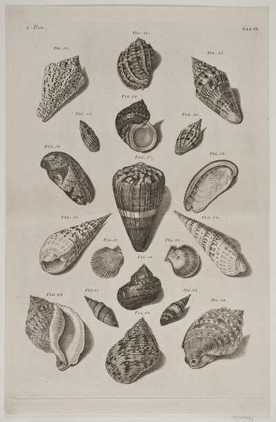 Tavola con conchiglie. Tavola 6. da Franz Michael Regenfus