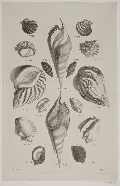 Tavola con conchiglie. Tavola 7. da Franz Michael Regenfus