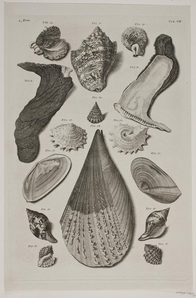 Tavola con conchiglie. Tavola 8. da Franz Michael Regenfus