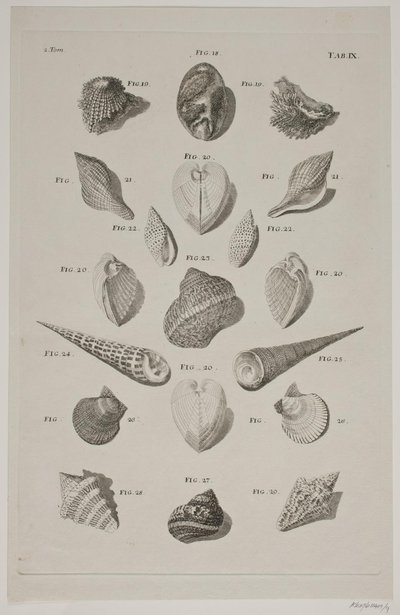 Planche med konkylier. Planche 9. da Franz Michael Regenfus