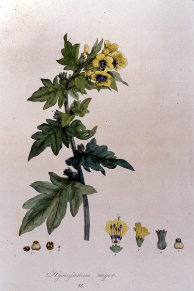 Da "Flora Monacensis" di F. De Paola De Schrank. Monaco 1816 da Franz Schrank