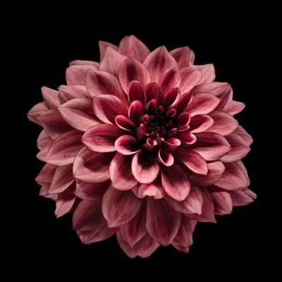 Dalia bordeaux intenso da Fred Louwen