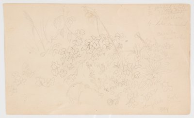 Schizzi Botanici da Frederic Edwin Church