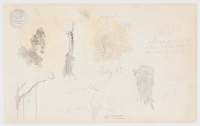 Schizzi botanici dalla Colombia: alberi di bambù, tronchi e dettagli da Frederic Edwin Church