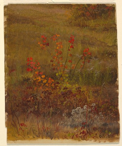 Studi botanici da Frederic Edwin Church