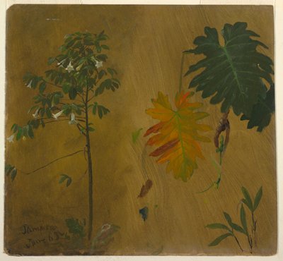 Studio botanico, Giamaica da Frederic Edwin Church