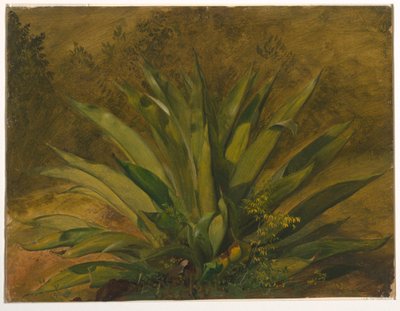 Studio Botanico da Frederic Edwin Church