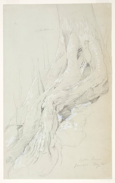 Radici di Albero di Cotone che Crescono su un Pendio, Giamaica da Frederic Edwin Church